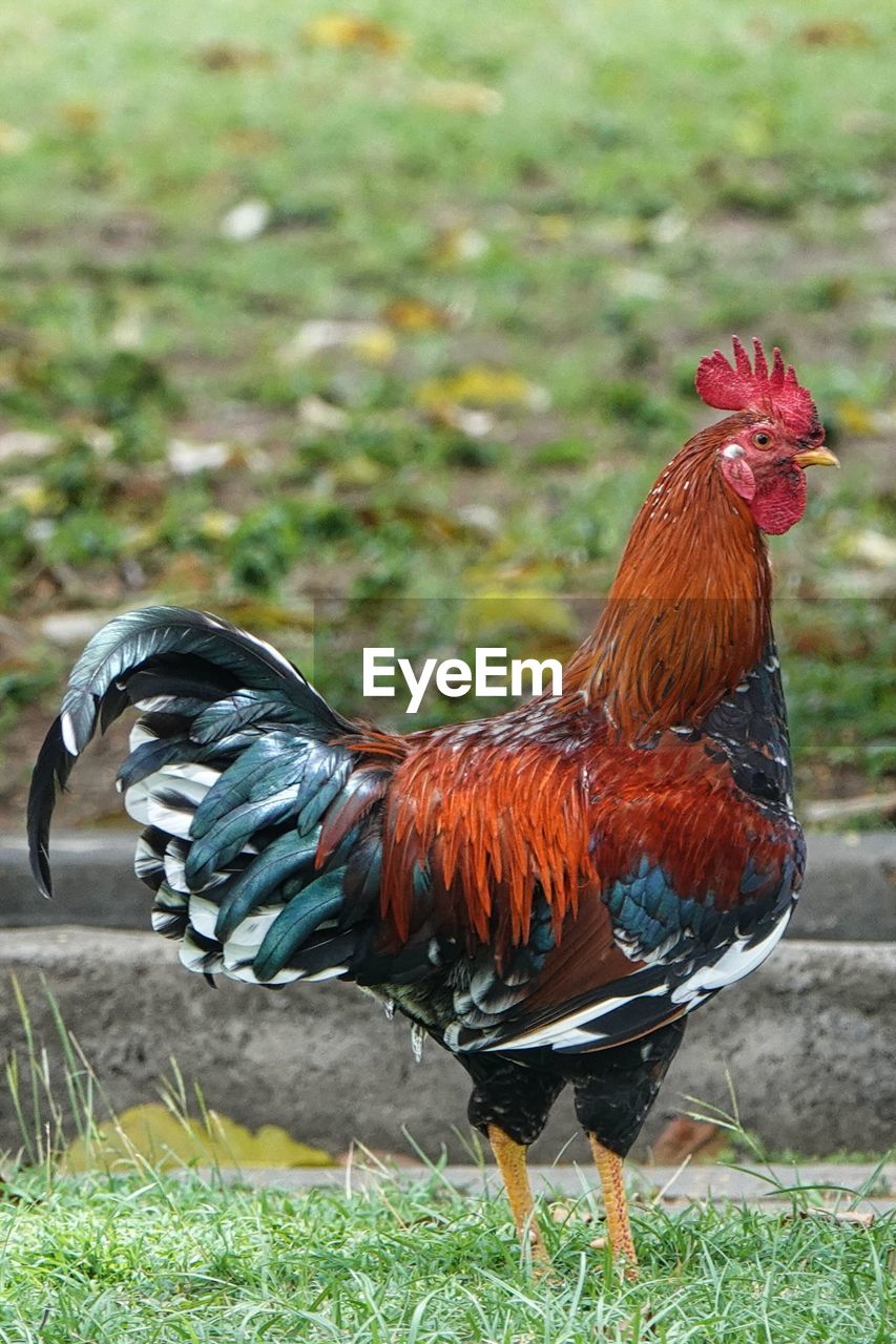 domestic animals, livestock, chicken, animal, animal themes, bird, rooster, pet, mammal, beak, poultry, agriculture, one animal, fowl, grass, nature, no people, cockerel, comb, day, farm, field, outdoors, plant, side view, land, focus on foreground