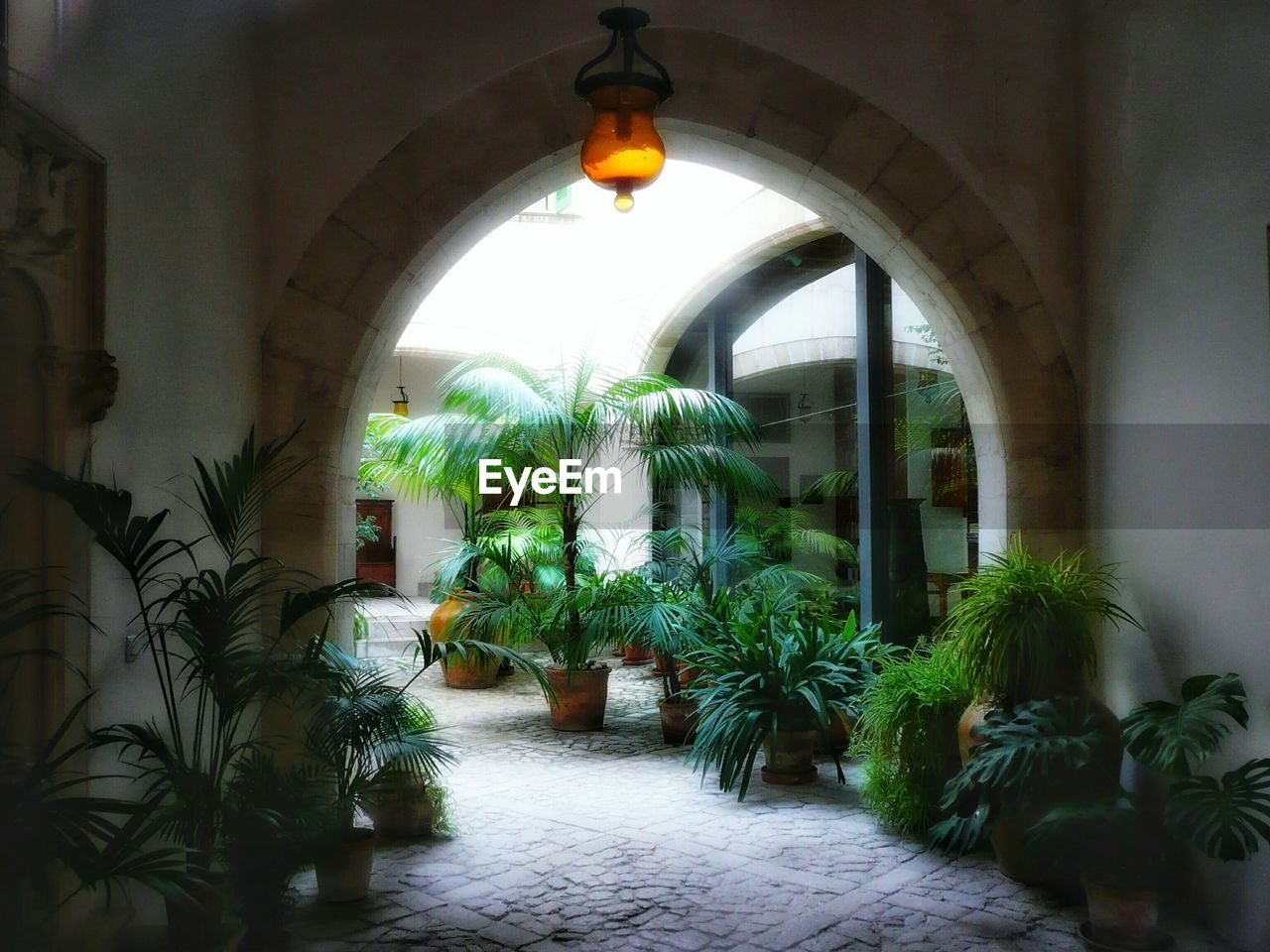 VIEW OF POTTED PLANTS IN THE CORRIDOR