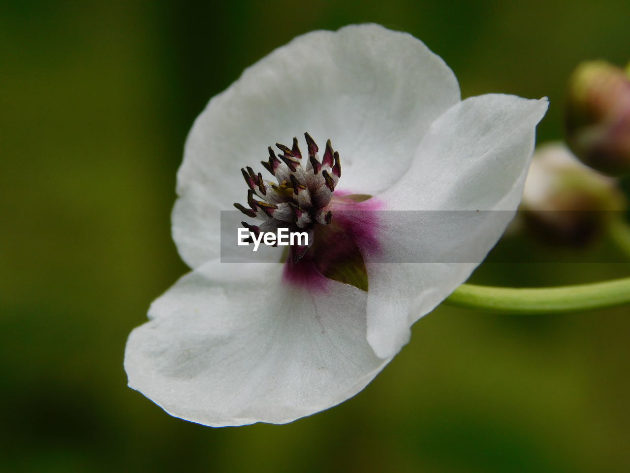 Close-up of white rose flower