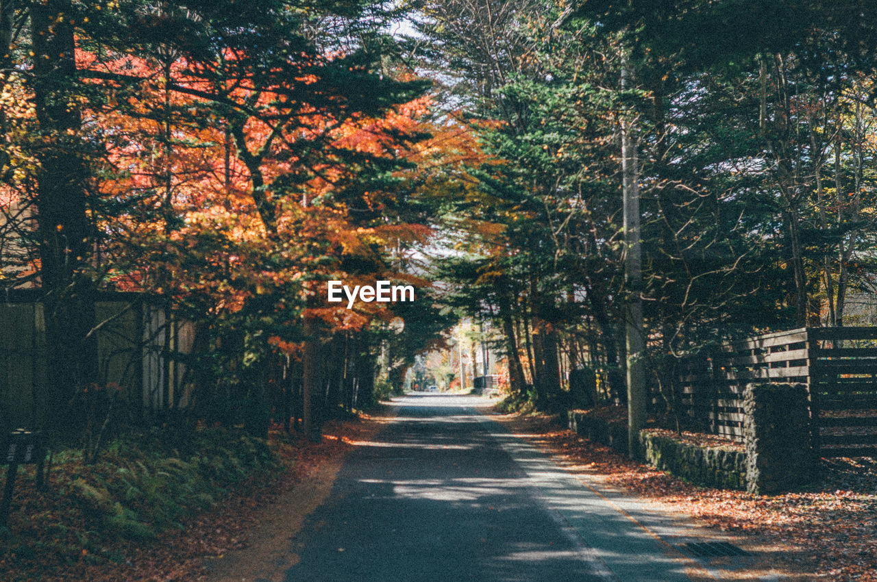 ROAD AMIDST TREES DURING AUTUMN IN CITY