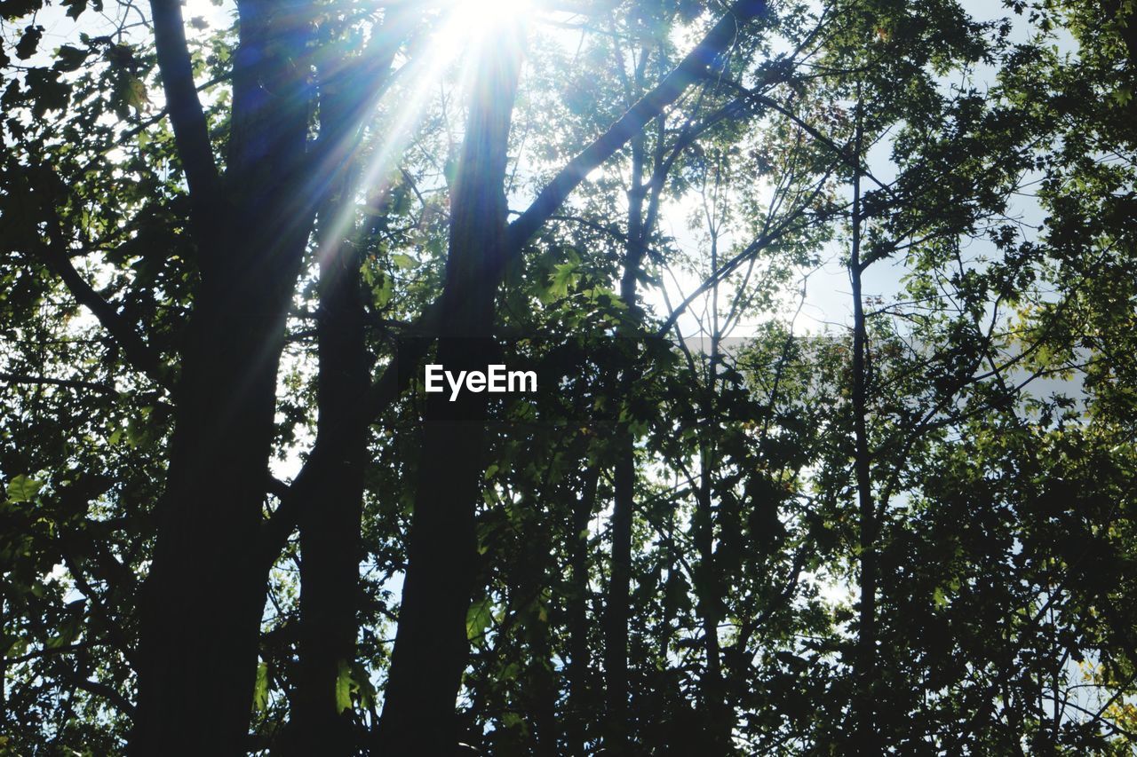 LOW ANGLE VIEW OF TREES AGAINST SKY