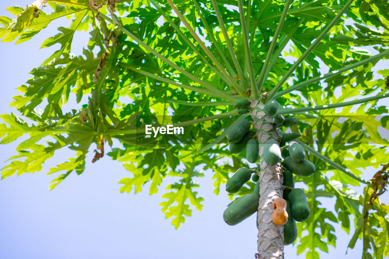 LOW ANGLE VIEW OF FRUITS GROWING ON TREE