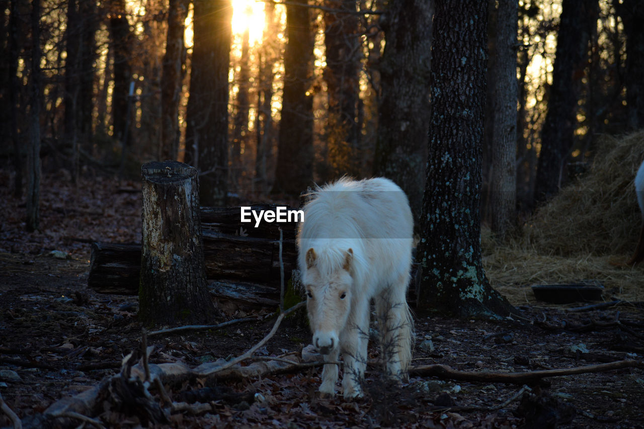 Horse standing on field in forest