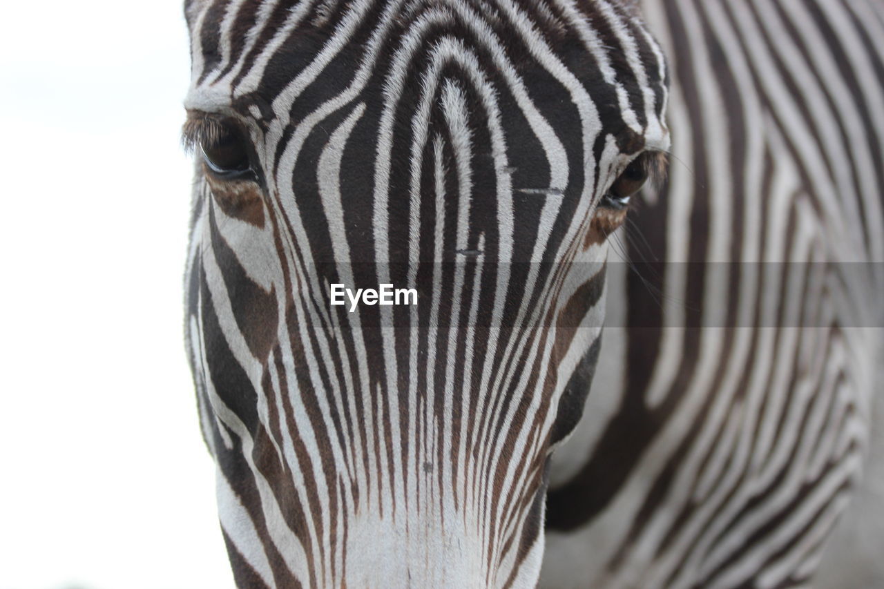 Close-up of a zebra