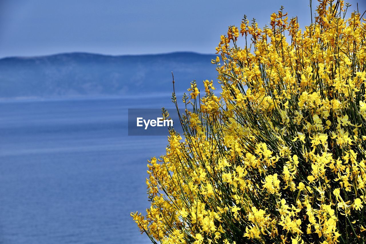 plant, yellow, beauty in nature, nature, sunlight, scenics - nature, sky, flower, water, no people, tranquility, land, tree, flowering plant, growth, mountain, freshness, landscape, sea, tranquil scene, day, environment, outdoors, rapeseed, blue, springtime, non-urban scene, travel destinations, idyllic, blossom