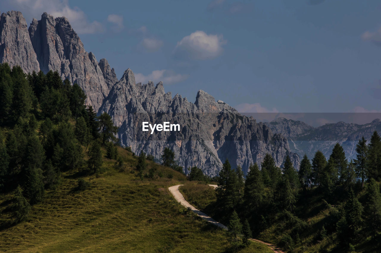 Panoramic view of pine trees against sky
