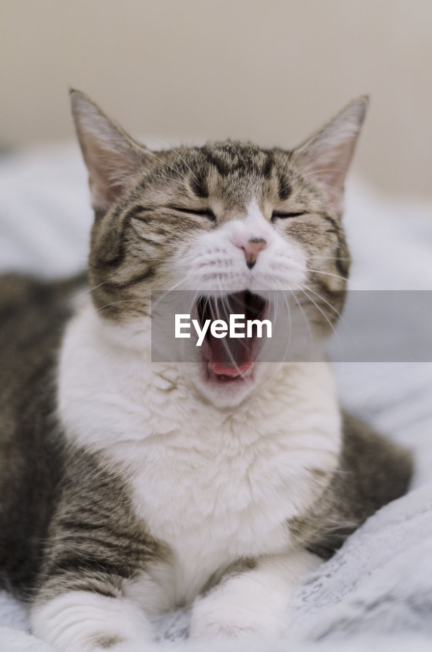 Portrait of a yawning cat in close-up. a pet without teeth. boredom, drowsiness. high quality photo.