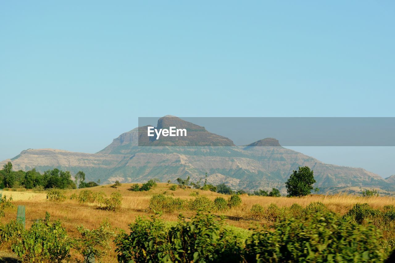 Scenic view of field against clear blue sky