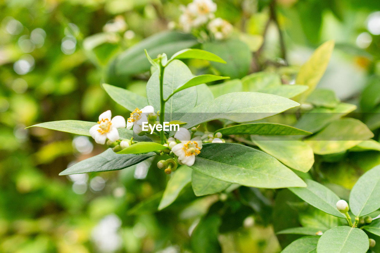 plant, flower, flowering plant, plant part, leaf, nature, beauty in nature, freshness, branch, blossom, tree, produce, close-up, growth, shrub, no people, green, springtime, fragility, food and drink, food, environment, outdoors, white, fruit, flower head, focus on foreground, evergreen, summer, environmental conservation, petal, day, botany