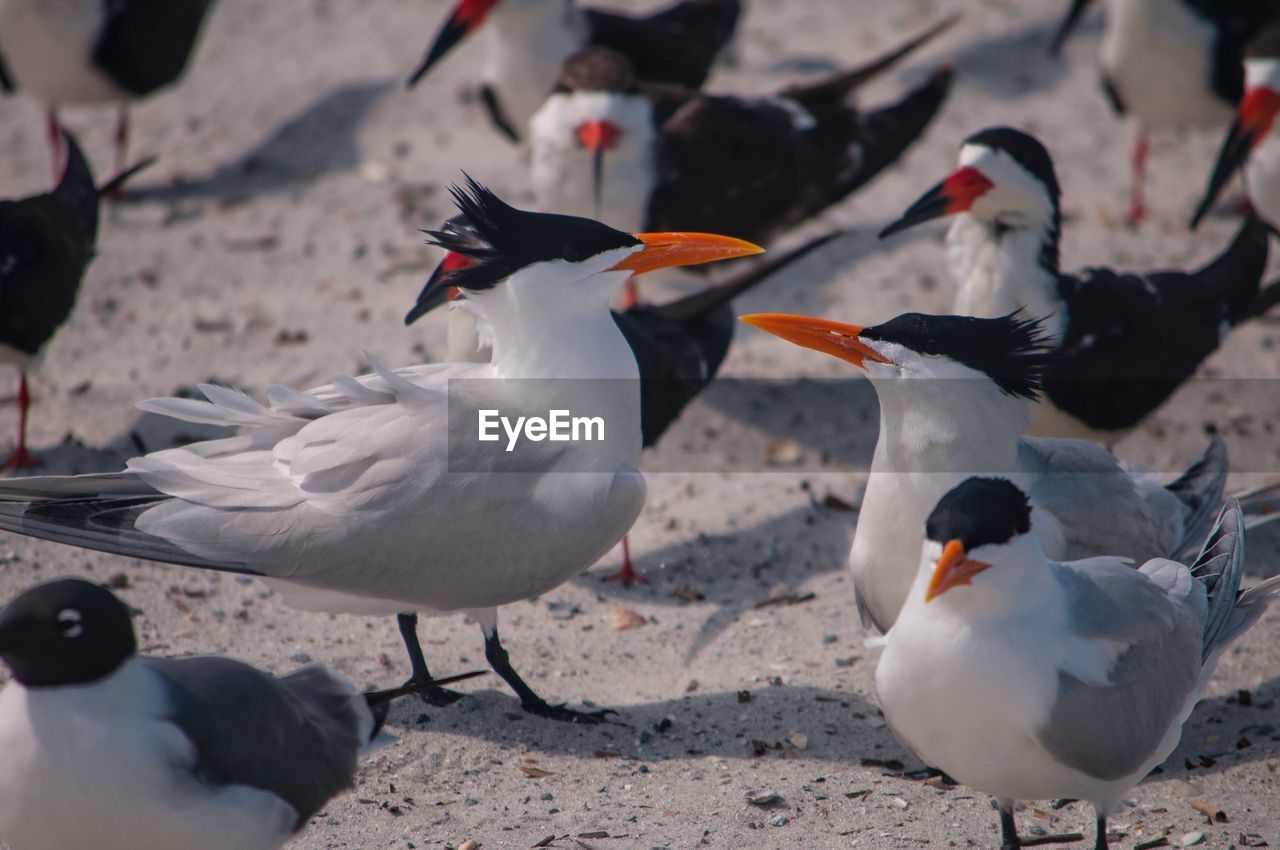 Royal terns perching at beach