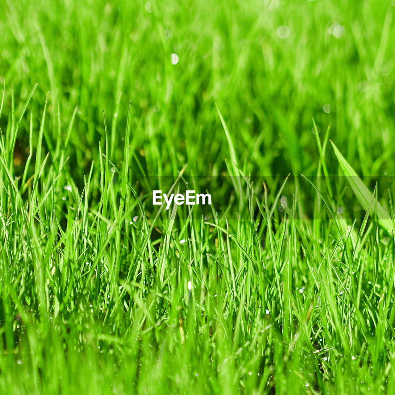 FULL FRAME SHOT OF GREEN FIELD