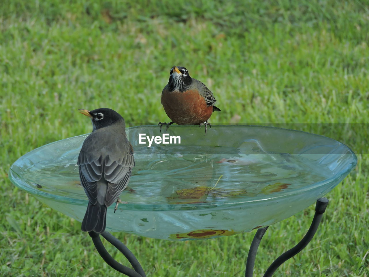 BIRD PERCHING ON GRASS