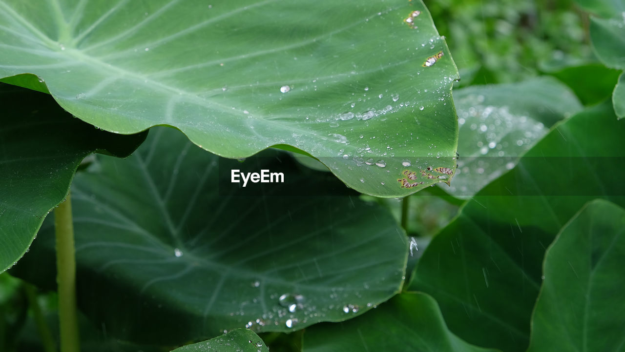 Close-up of wet plant leaves during rainy season