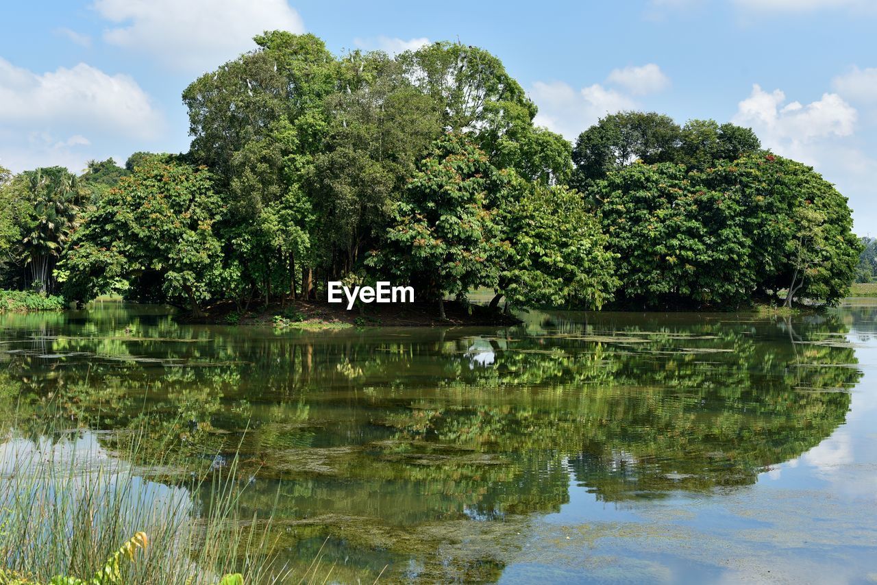 water, plant, tree, reflection, sky, nature, lake, cloud, beauty in nature, flower, green, tranquility, scenics - nature, garden, no people, environment, landscape, tranquil scene, outdoors, day, body of water, non-urban scene, growth, wetland, leaf, travel destinations, land, idyllic, travel