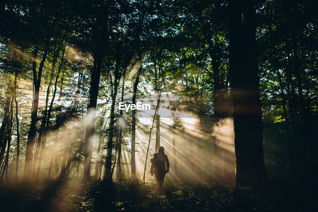 Sunlight coming through trees in forest