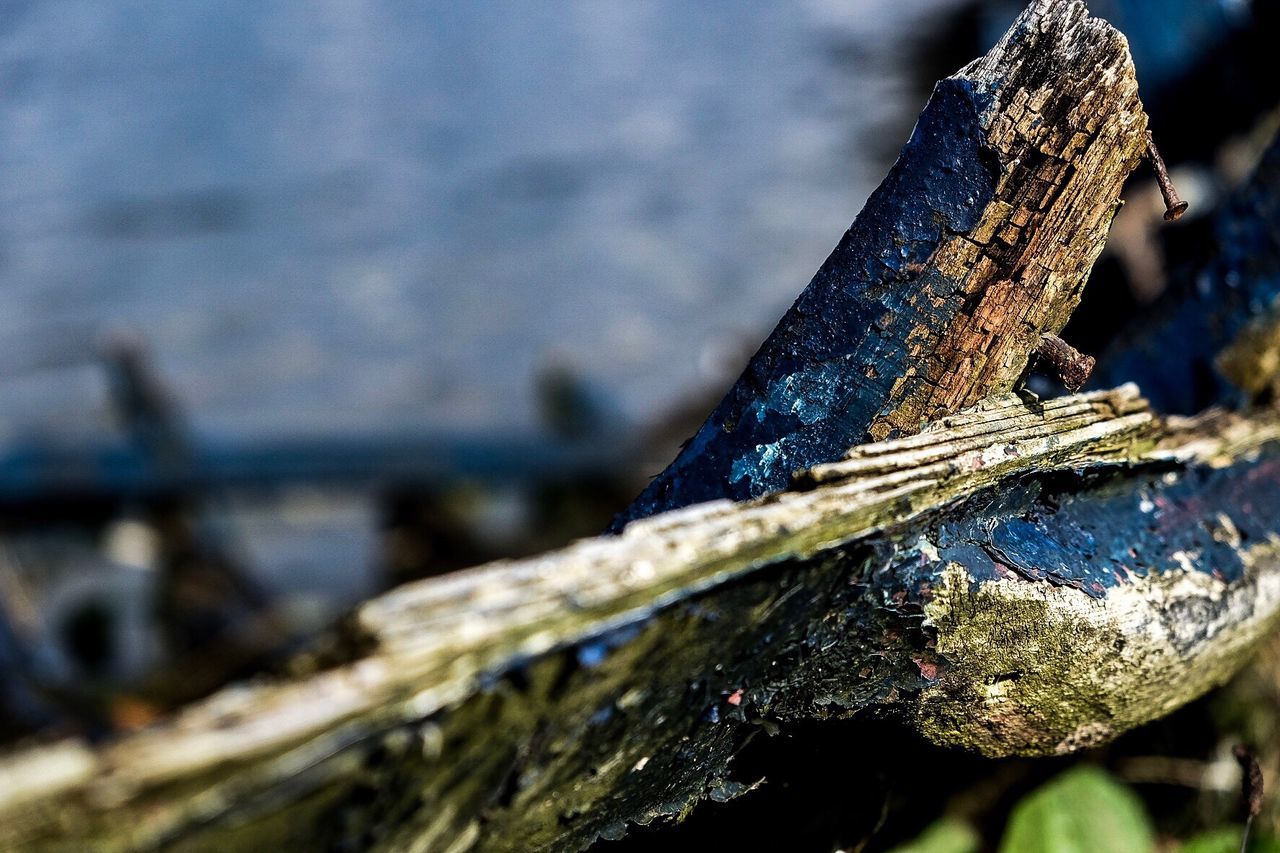 CLOSE-UP OF TREE TRUNK