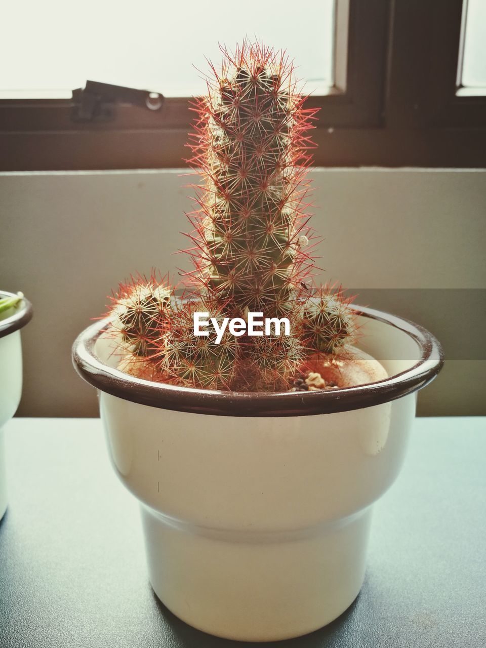 Close-up of potted plant on table at home