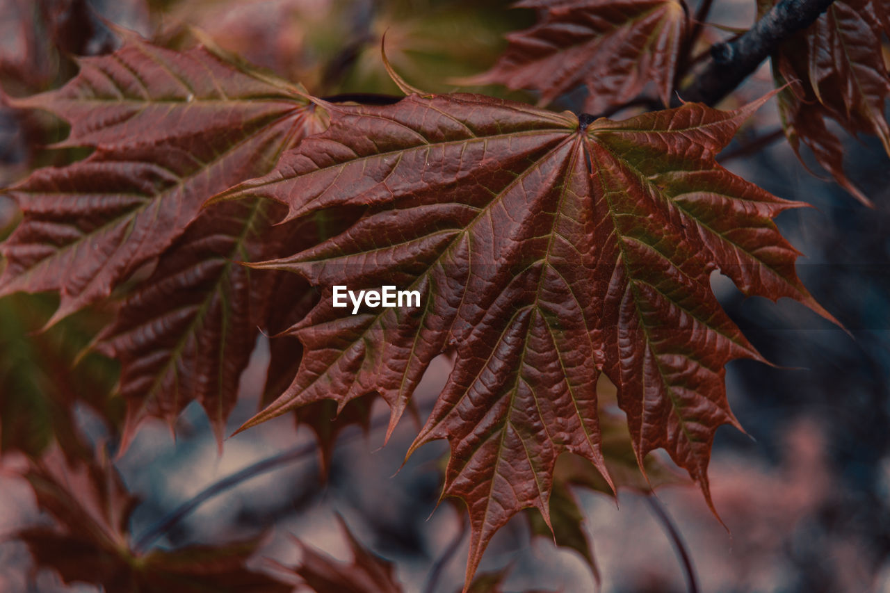 Close-up of maple leaf