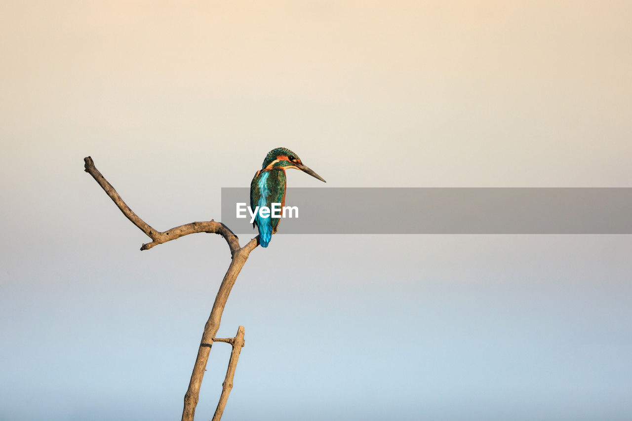 Common kingfisher, river kingfisher, perching on tree branch in forest park