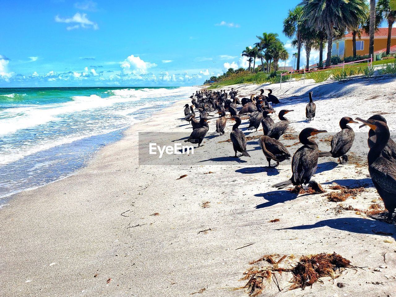 Flock of birds on beach