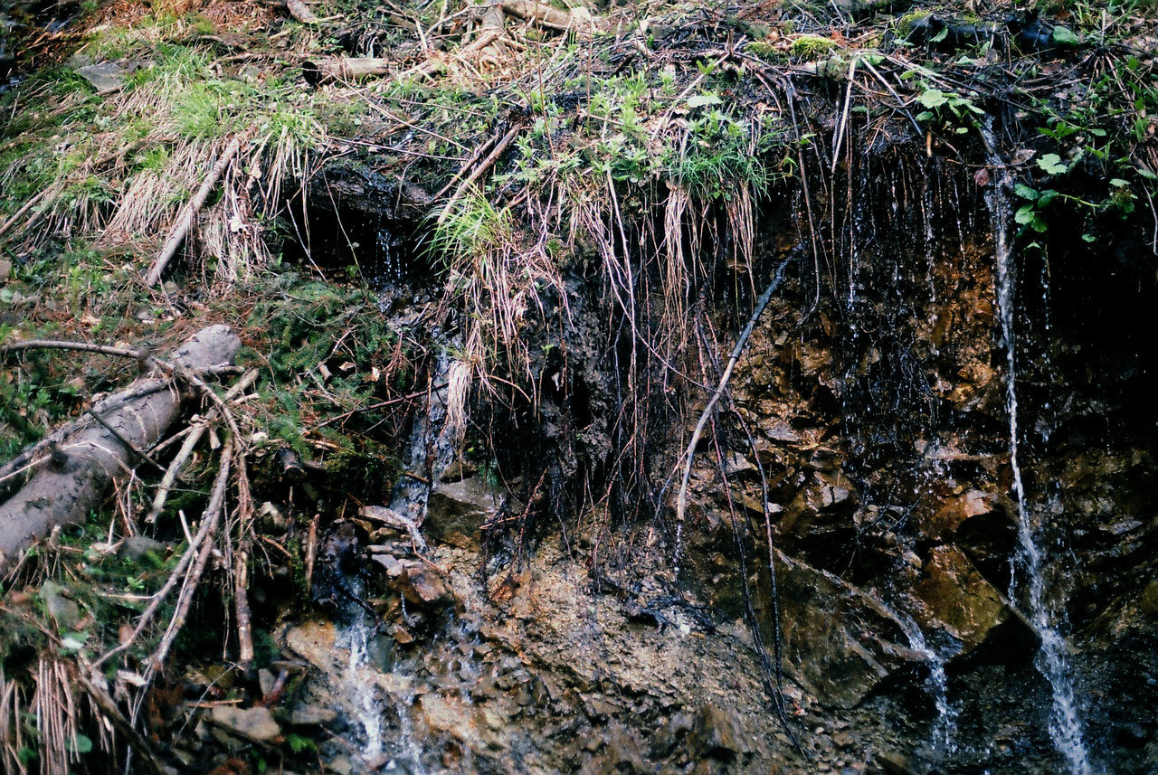 CLOSE-UP OF WATER IN FOREST