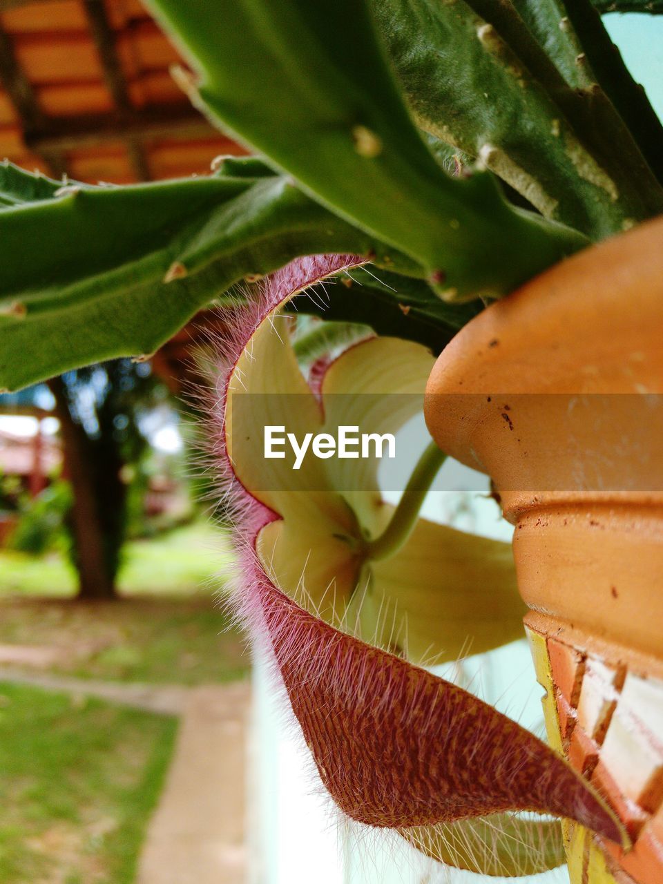 CLOSE-UP OF PLANTS