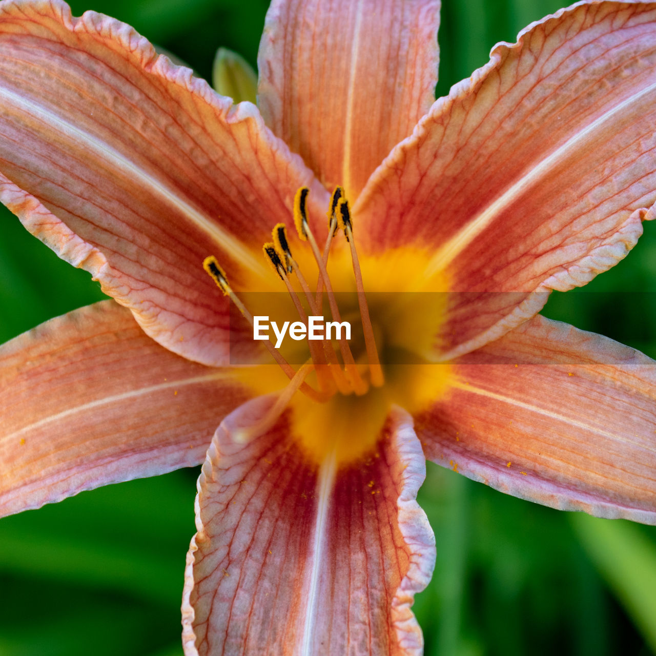 Close-up of day lily