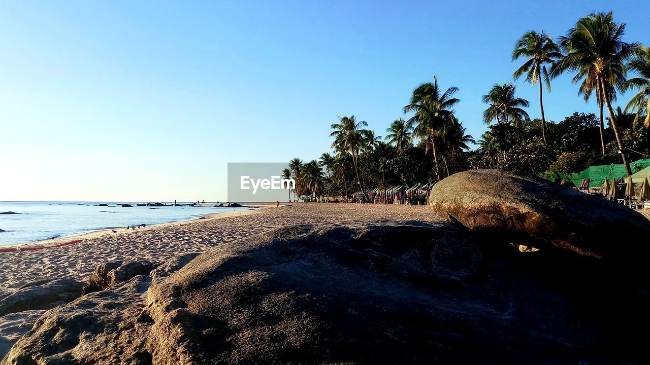 PALM TREES ON BEACH AGAINST CLEAR BLUE SKY