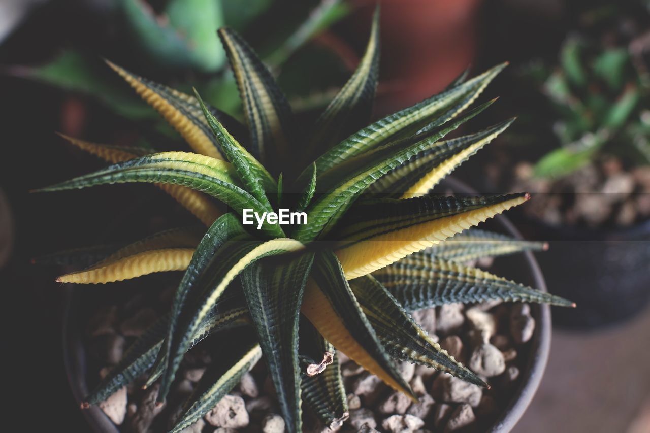 Close-up of plant