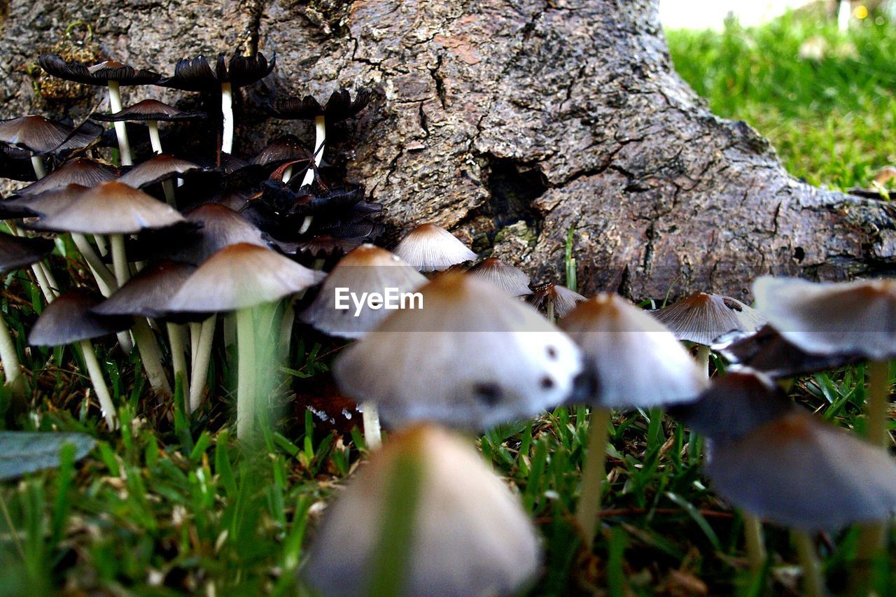 Mushrooms growing by tree