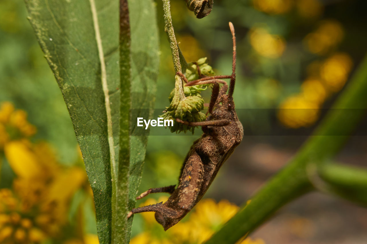 CLOSE-UP OF GRASSHOPPER ON PLANT