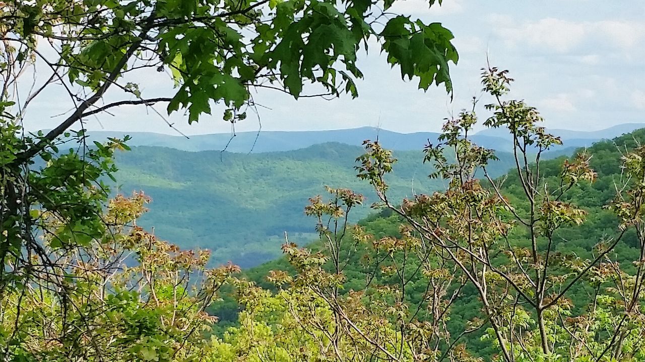 Plants growing against mountains