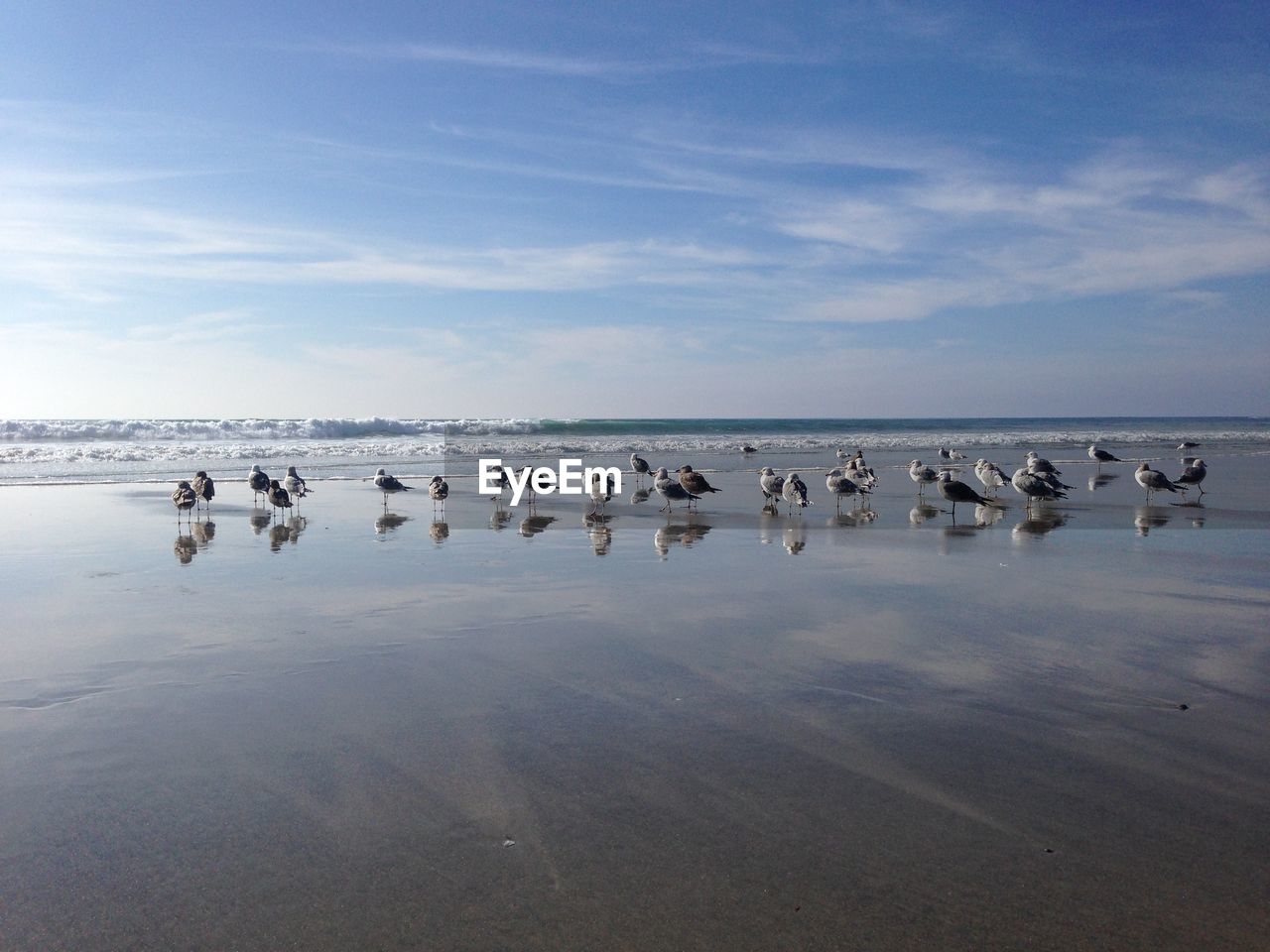 Group of seagulls on beach