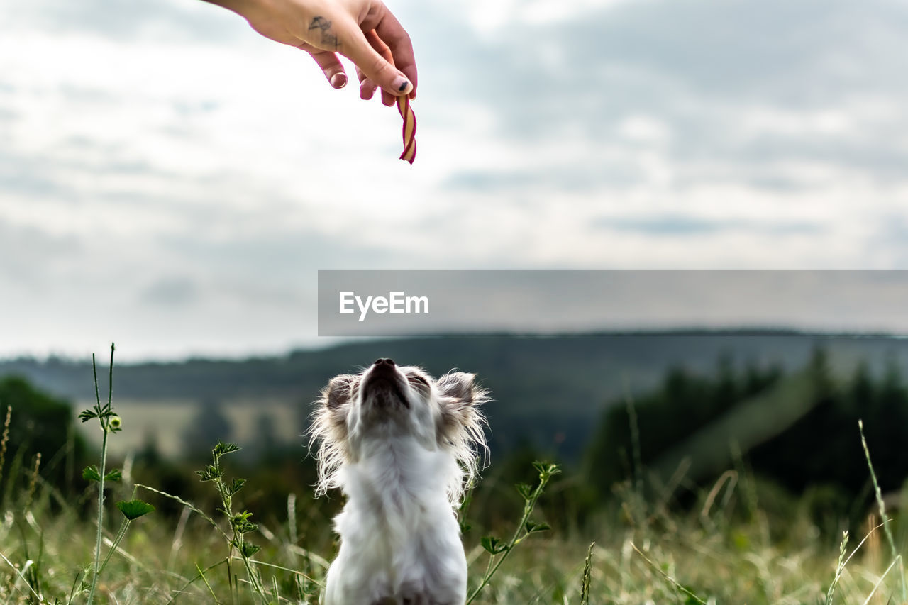 Close-up of a dog on field