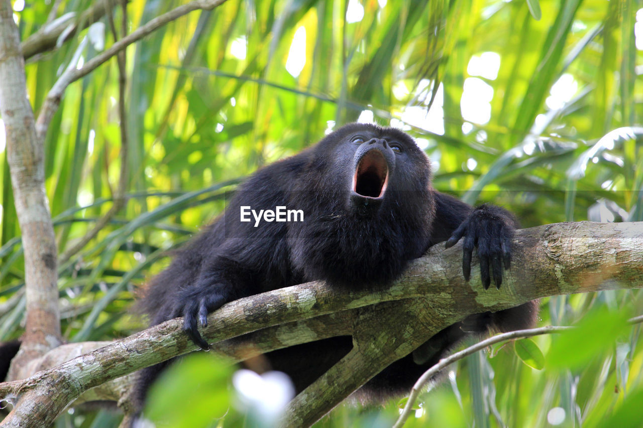 Low angle view of howler monkey howling on branch