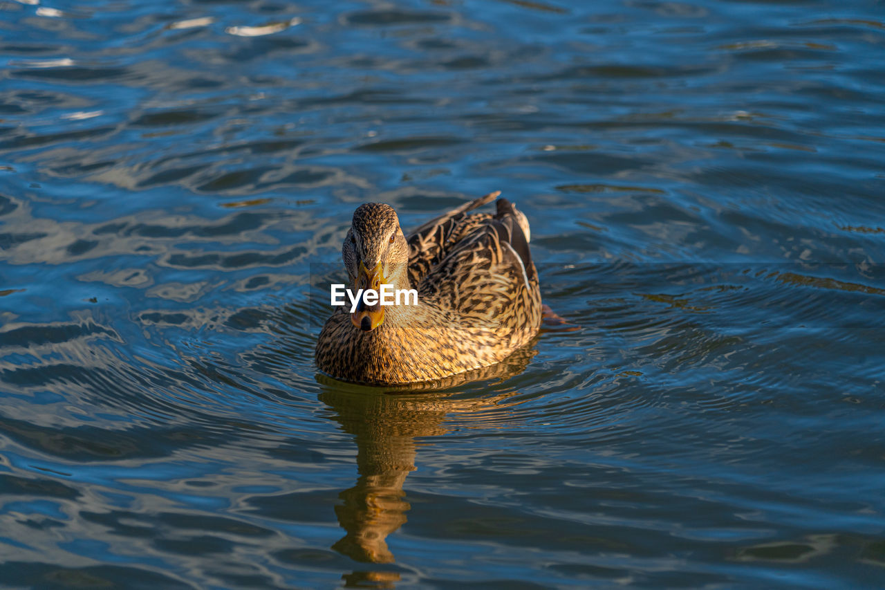 Single femae mallard duck on lake low level macro water level view