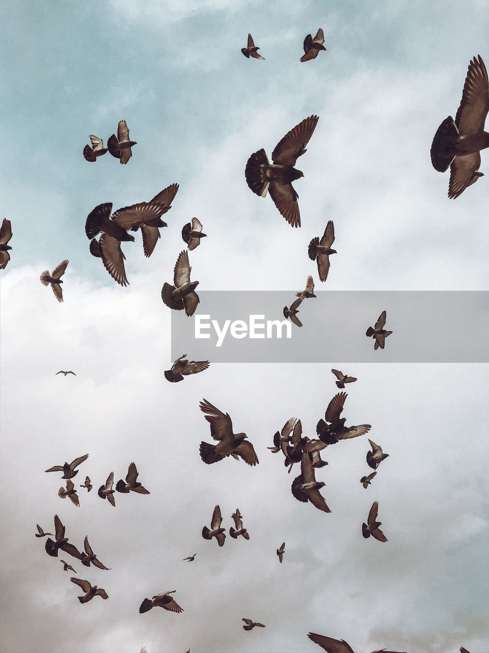 Low angle view of pigeons flying