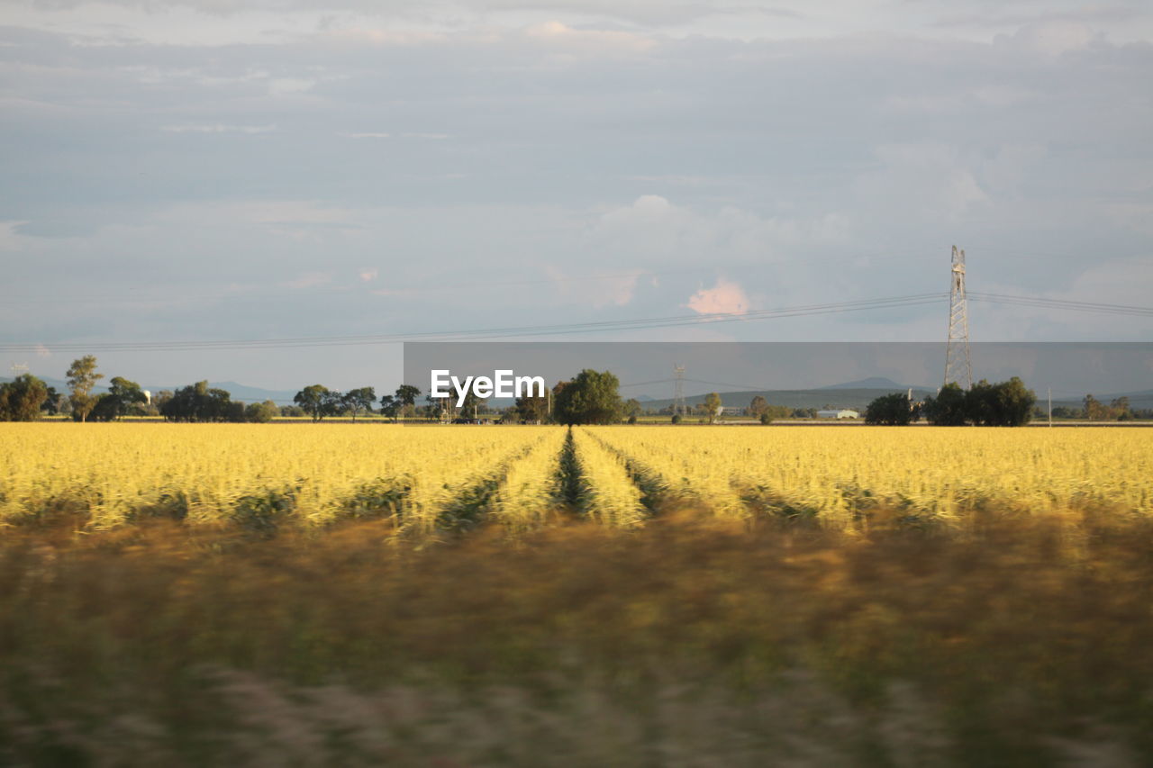 VIEW OF OILSEED RAPE FIELD AGAINST SKY