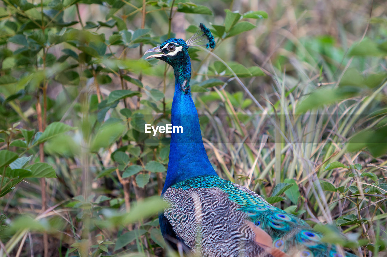 CLOSE-UP OF A BIRD