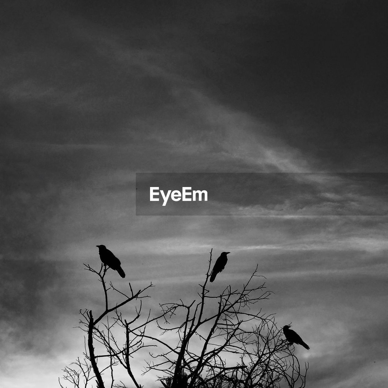 LOW ANGLE VIEW OF BIRDS PERCHING ON BARE TREE AGAINST SKY