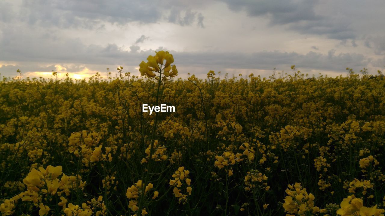 SCENIC VIEW OF YELLOW FLOWERING PLANTS ON FIELD