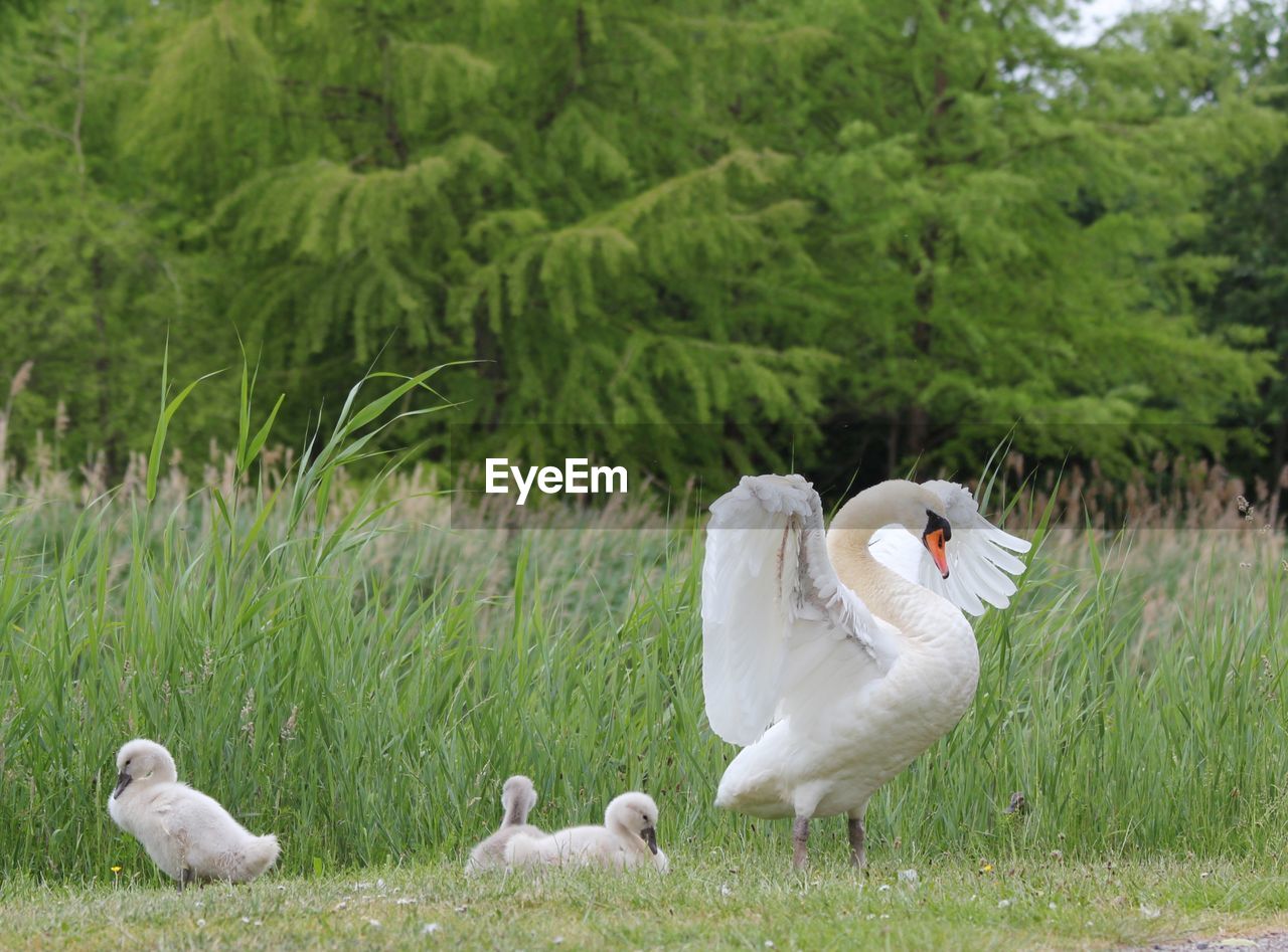 VIEW OF BIRDS ON FIELD