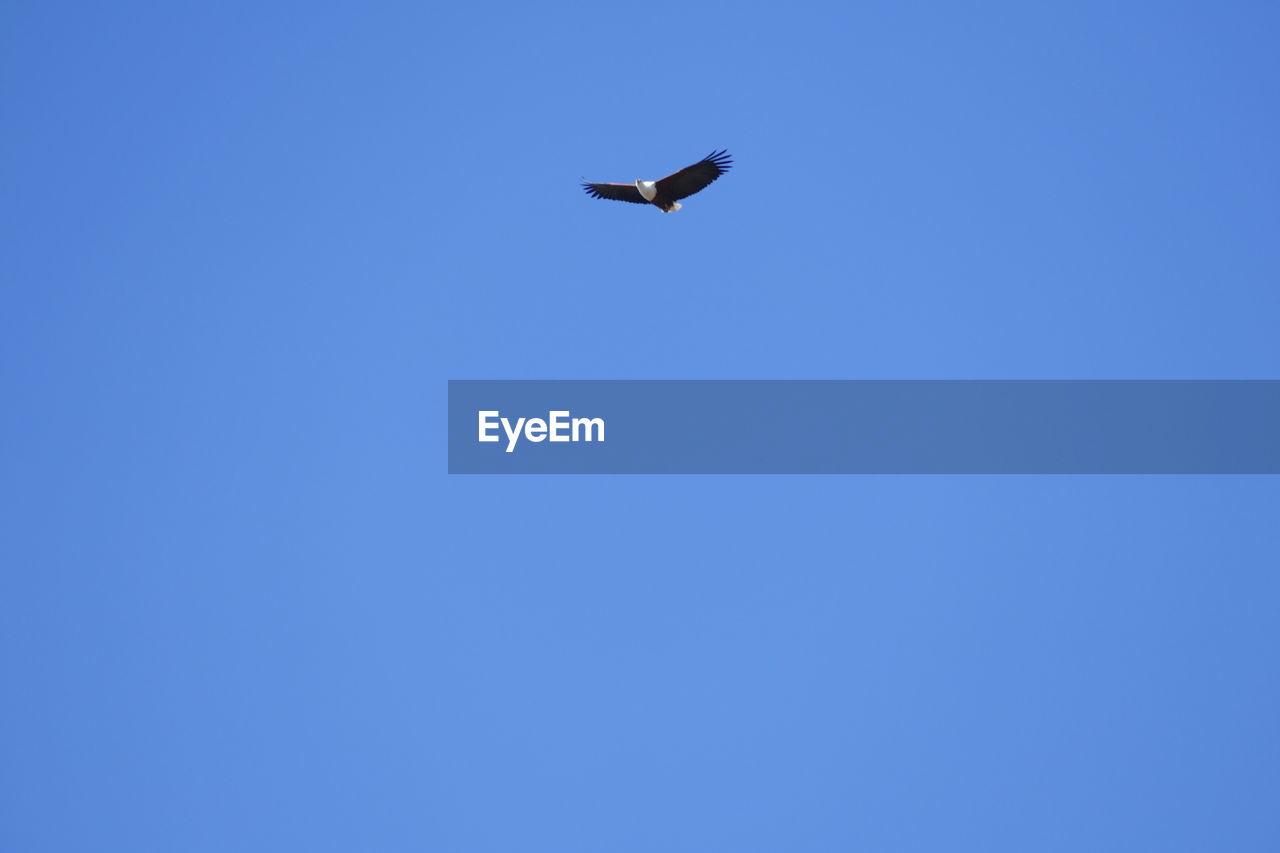 LOW ANGLE VIEW OF BIRD FLYING IN BLUE SKY