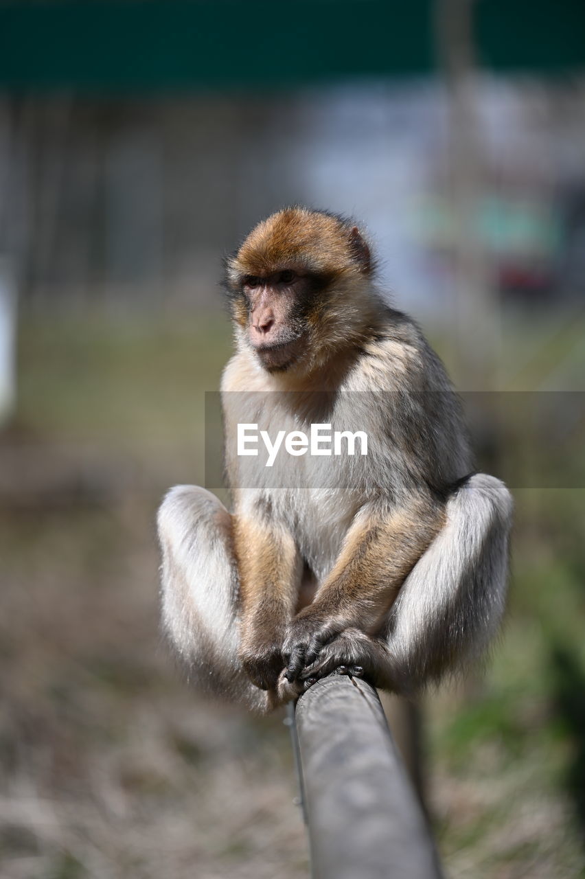 Barbary macaque