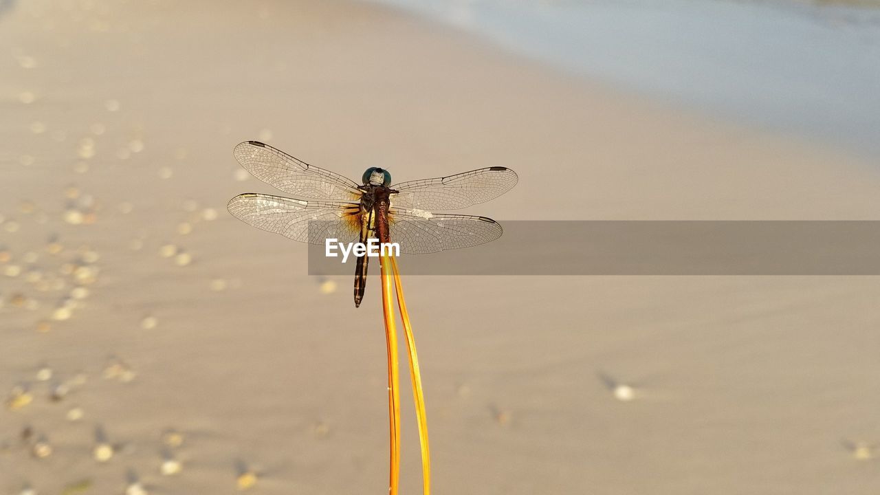 CLOSE-UP OF GRASSHOPPER ON WATER