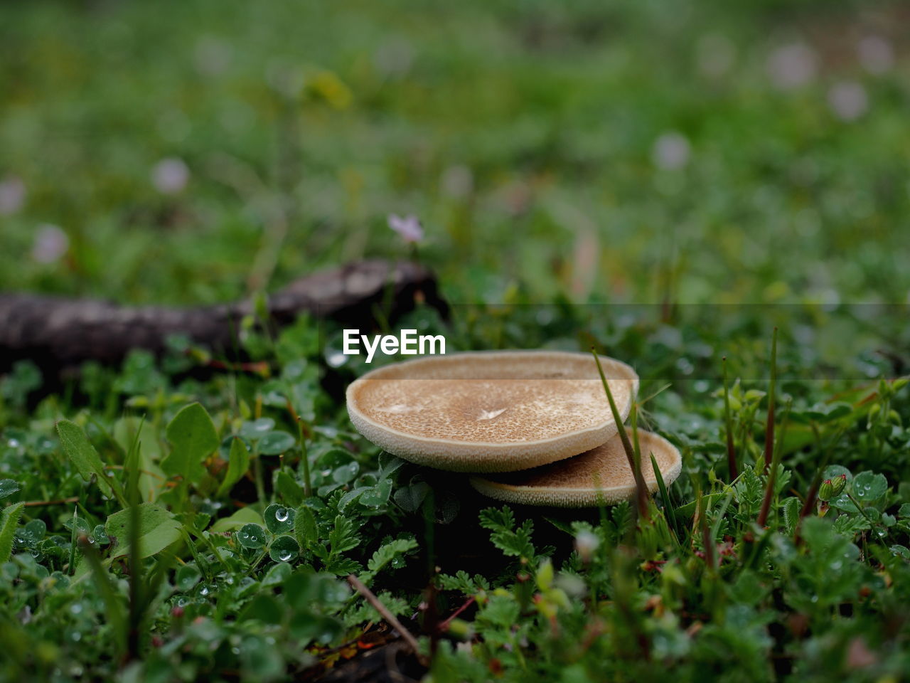 CLOSE-UP OF SMALL MUSHROOM GROWING IN FIELD