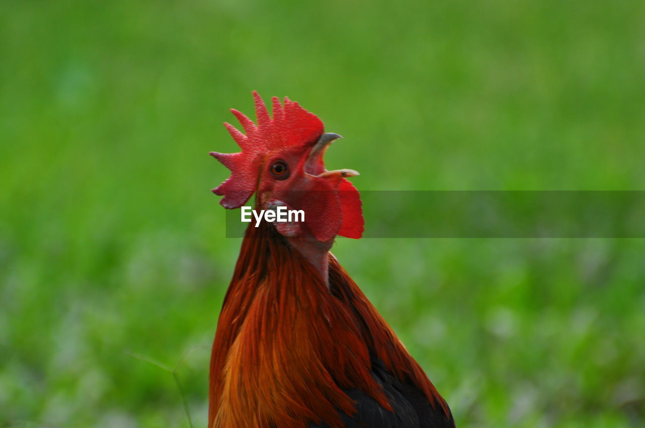 CLOSE-UP OF ROOSTER AGAINST RED LEAF