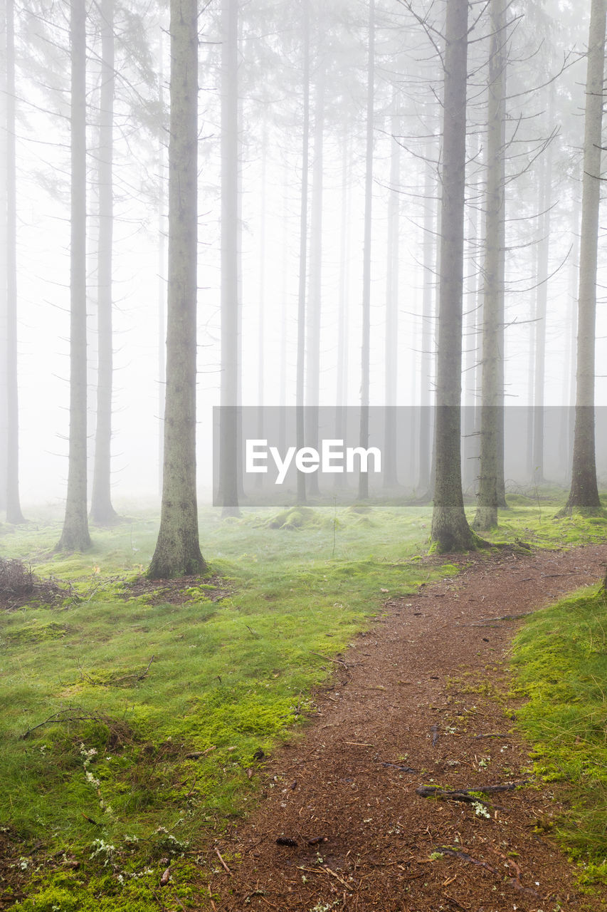 Pine trees in forest