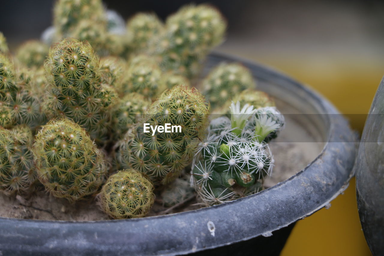 CLOSE-UP OF CACTUS PLANTS