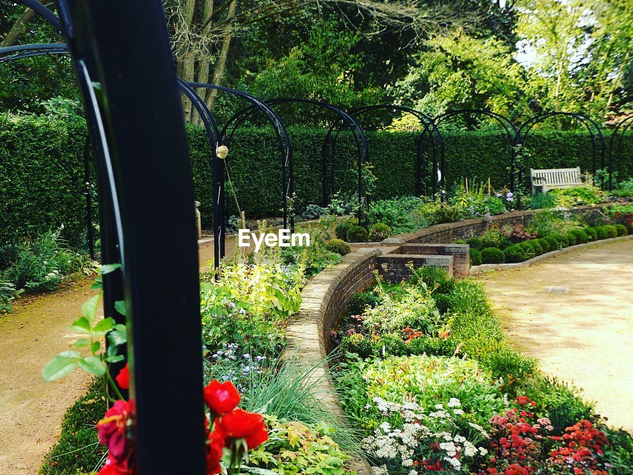 FLOWERS GROWING BY TREES